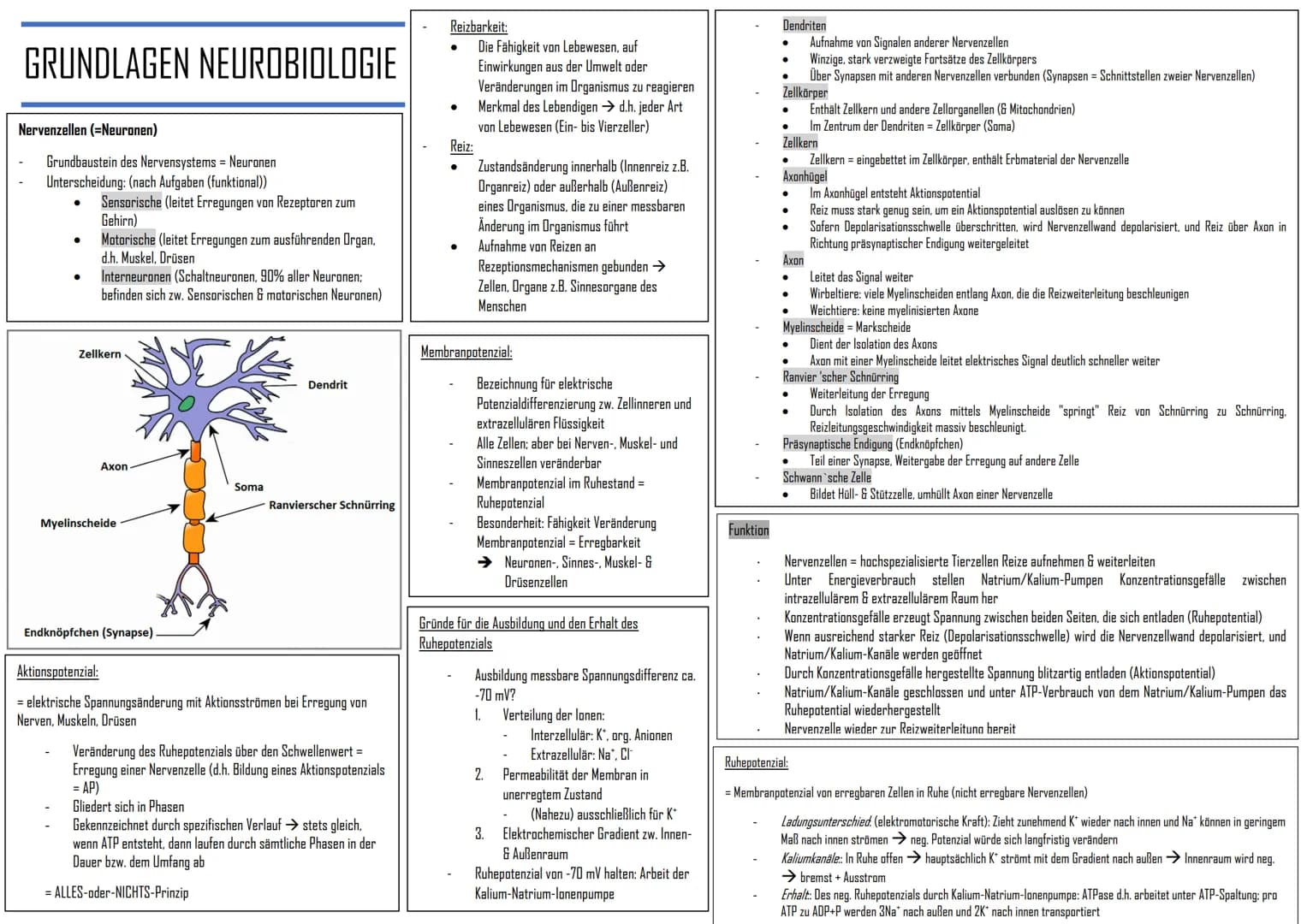 GRUNDLAGEN NEUROBIOLOGIE
Nervenzellen (=Neuronen)
Grundbaustein des Nervensystems = Neuronen
Unterscheidung: (nach Aufgaben (funktional))
Se