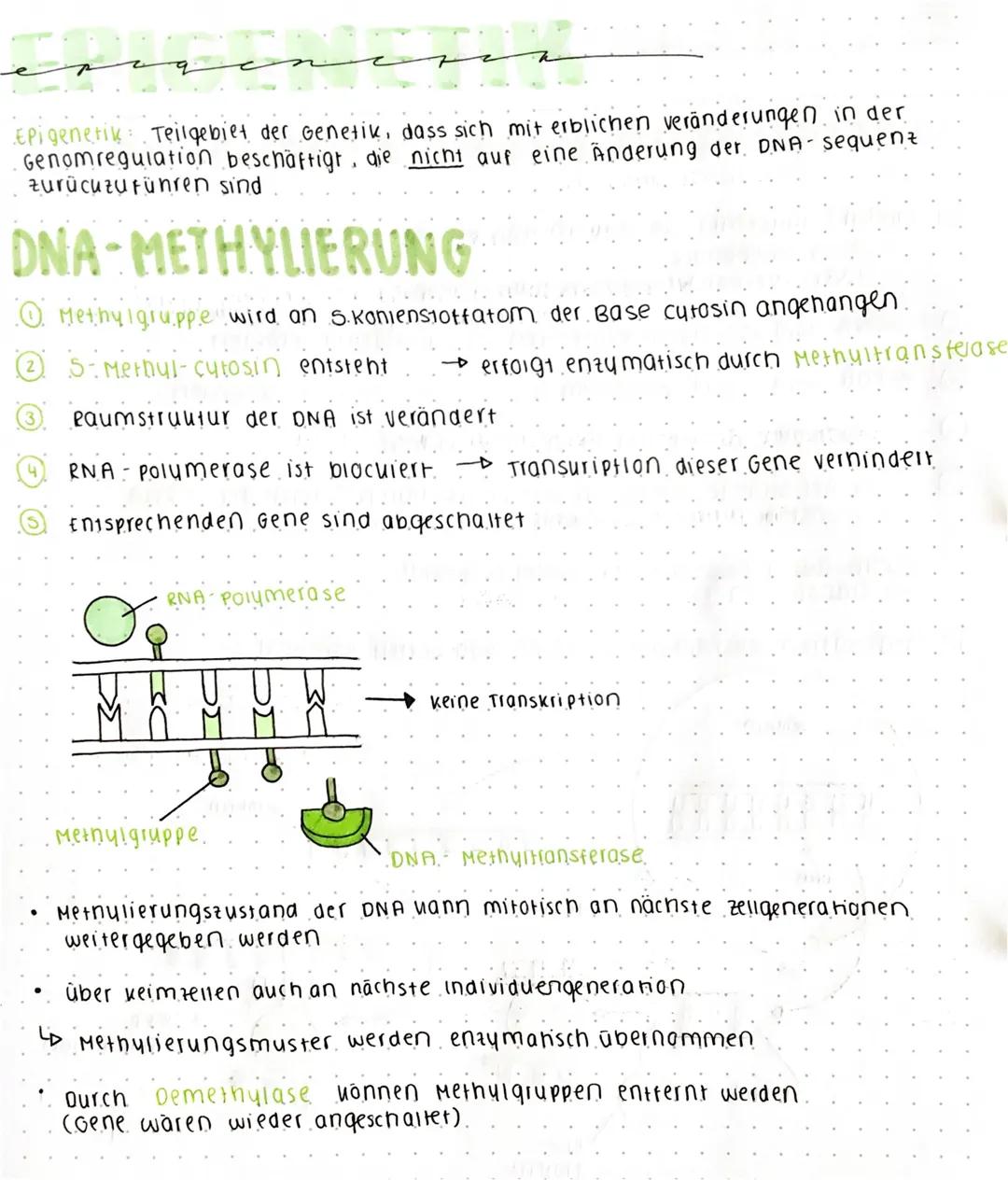 Epigenetik: Eine Einführung