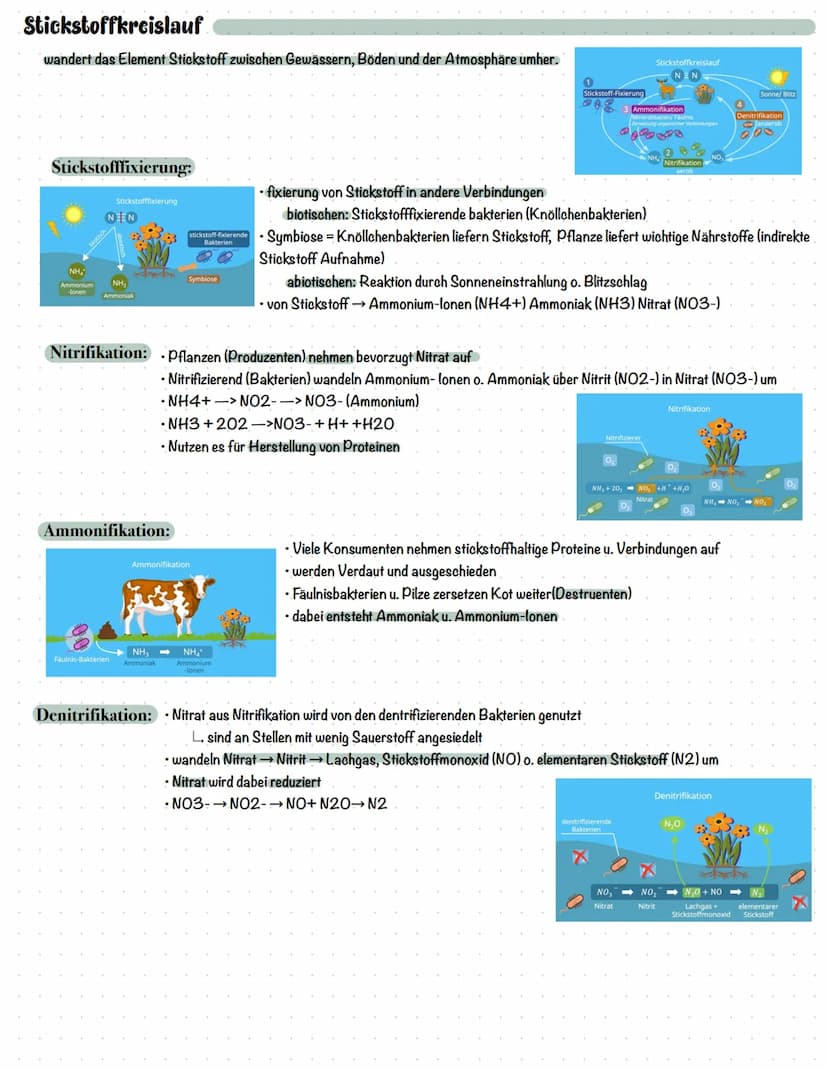CO₂
Schritt 1 im CO₂-Kreislauf: Photosynthese
> Findet in den unterschiedlichsten Erdsphären statt-> überall wo CO2 vorkommt
• Litosphäre (G