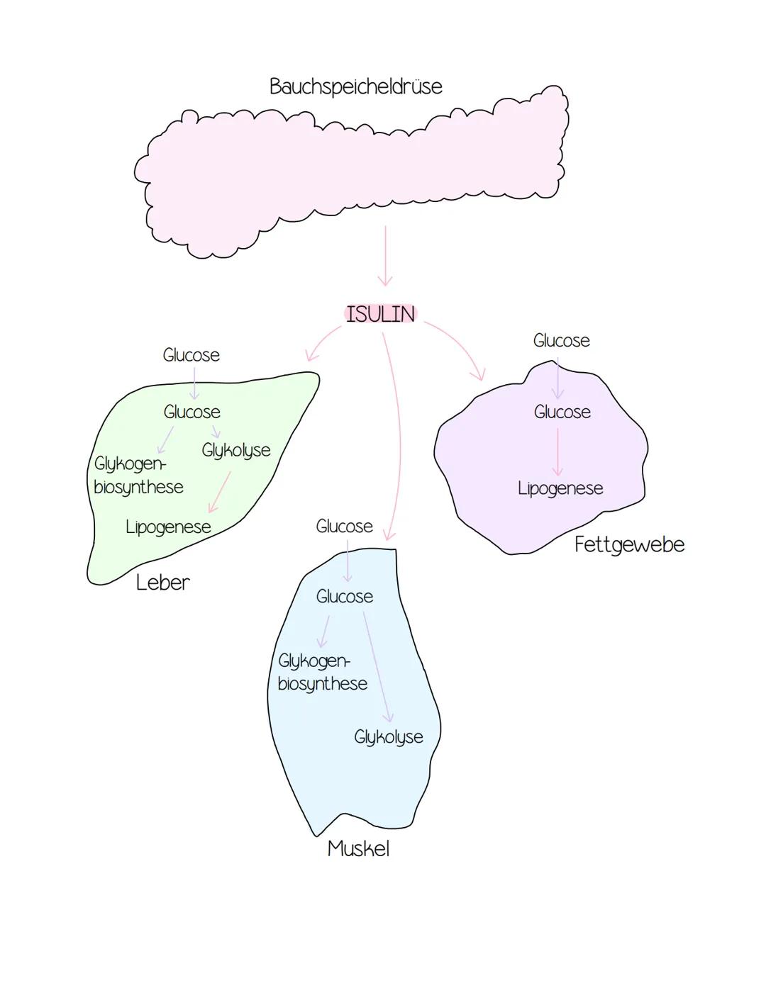 Bauchspeicheldrüse

ISULIN

Glucose

Glucose

Glucose

Glucose

Glykolyse

Glykogen-
biosynthese

Lipogenese

Lipogenese

Glucose

Fettgeweb