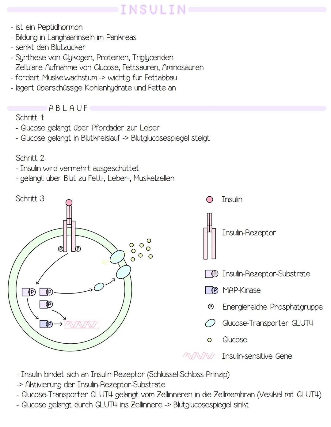 Bauchspeicheldrüse

ISULIN

Glucose

Glucose

Glucose

Glucose

Glykolyse

Glykogen-
biosynthese

Lipogenese

Lipogenese

Glucose

Fettgeweb
