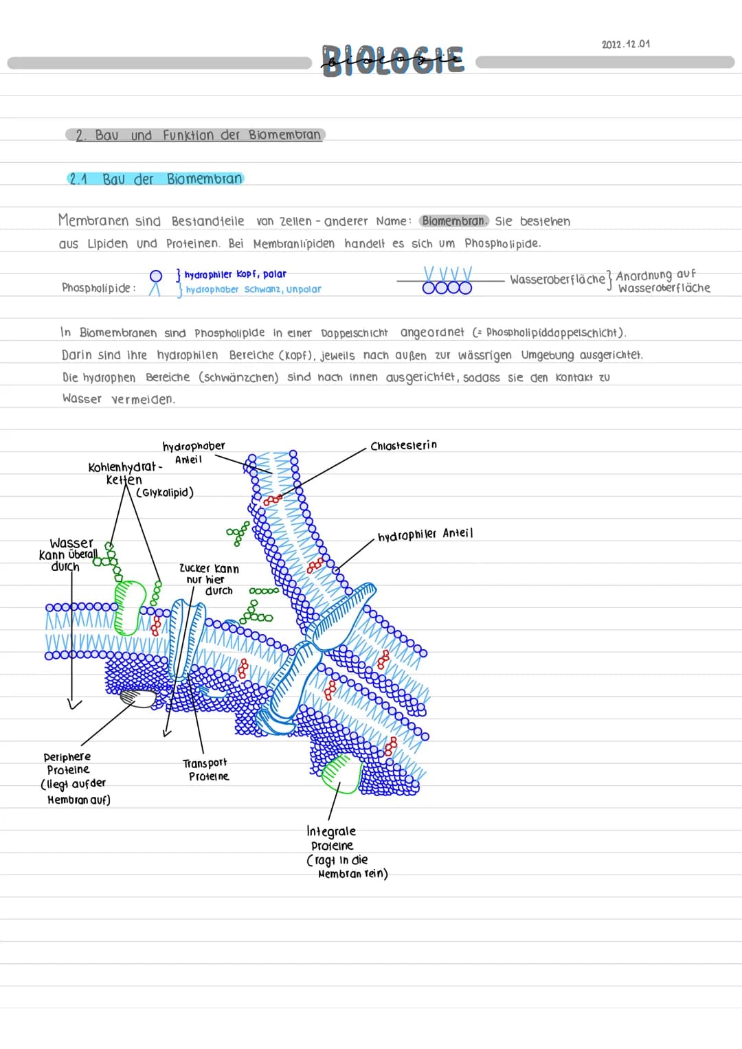 1 Funktion und Aufbau Zellen:
1.1
Pflanzenzelle
cytoskelett
Zellmembran.
Zellwand
Chloroplasten
Mitochondrien
BIOLOGIE
Vakuole
Tono plast
Go