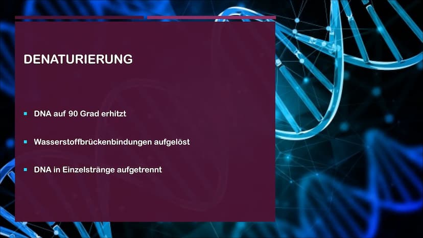 POLYMERASE-KETTENREAKTION
EINE PRÄSENTATION VON CASSANDRA CZICHOCKI GLIEDERUNG
■ Allgemeines
Video zum Ablauf
▪ Denaturierung
▪ Hybridisieru
