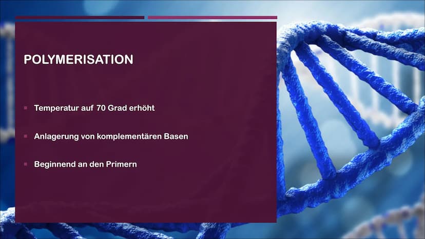 POLYMERASE-KETTENREAKTION
EINE PRÄSENTATION VON CASSANDRA CZICHOCKI GLIEDERUNG
■ Allgemeines
Video zum Ablauf
▪ Denaturierung
▪ Hybridisieru