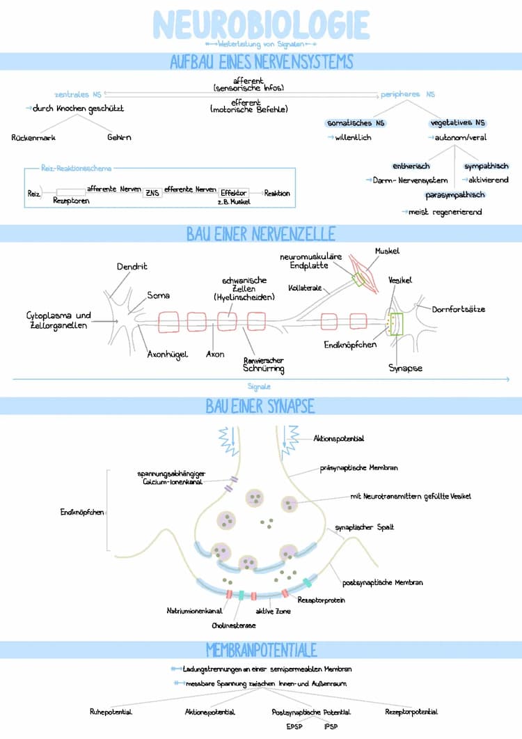 Know Neurobiologie thumbnail