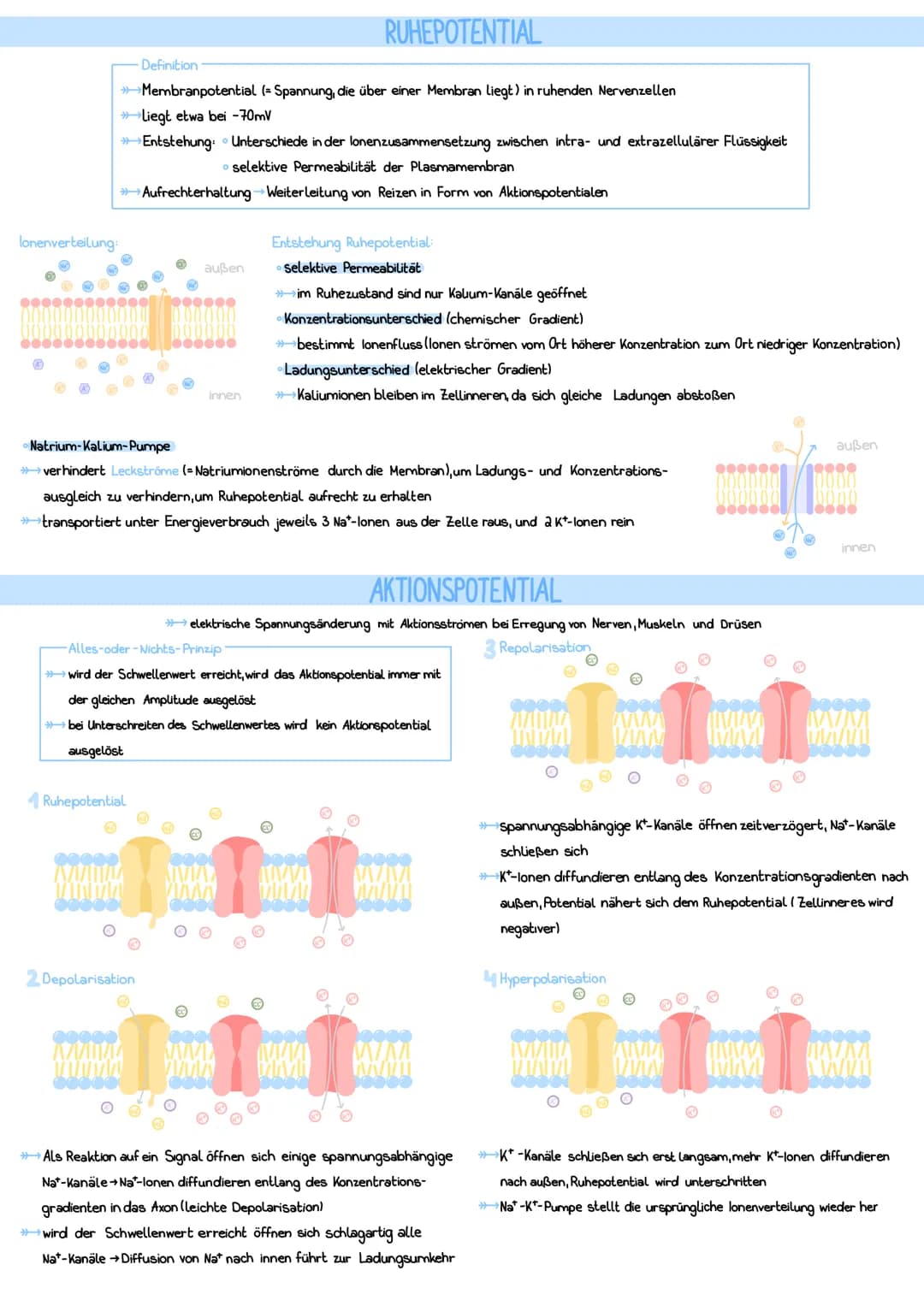 zentrales NS
→durch Knochen geschützt
Rückenmark
Reiz
Reiz-Reaktionsschema
afferente Nerven
Rezeptoren
Gehirn
Cytoplasma und
Zellorganellen
