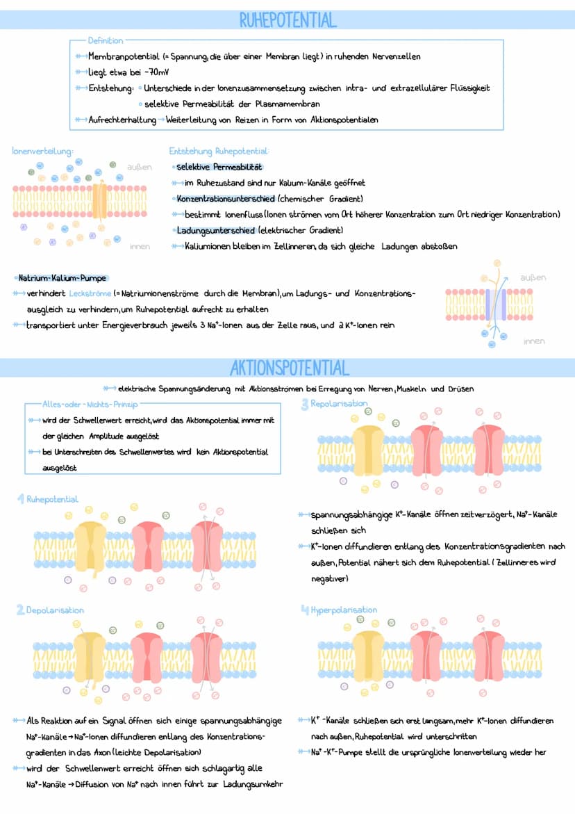 zentrales NS
→durch Knochen geschützt
Rückenmark
Reiz
Reiz-Reaktionsschema
afferente Nerven
Rezeptoren
Gehirn
Cytoplasma und
Zellorganellen

