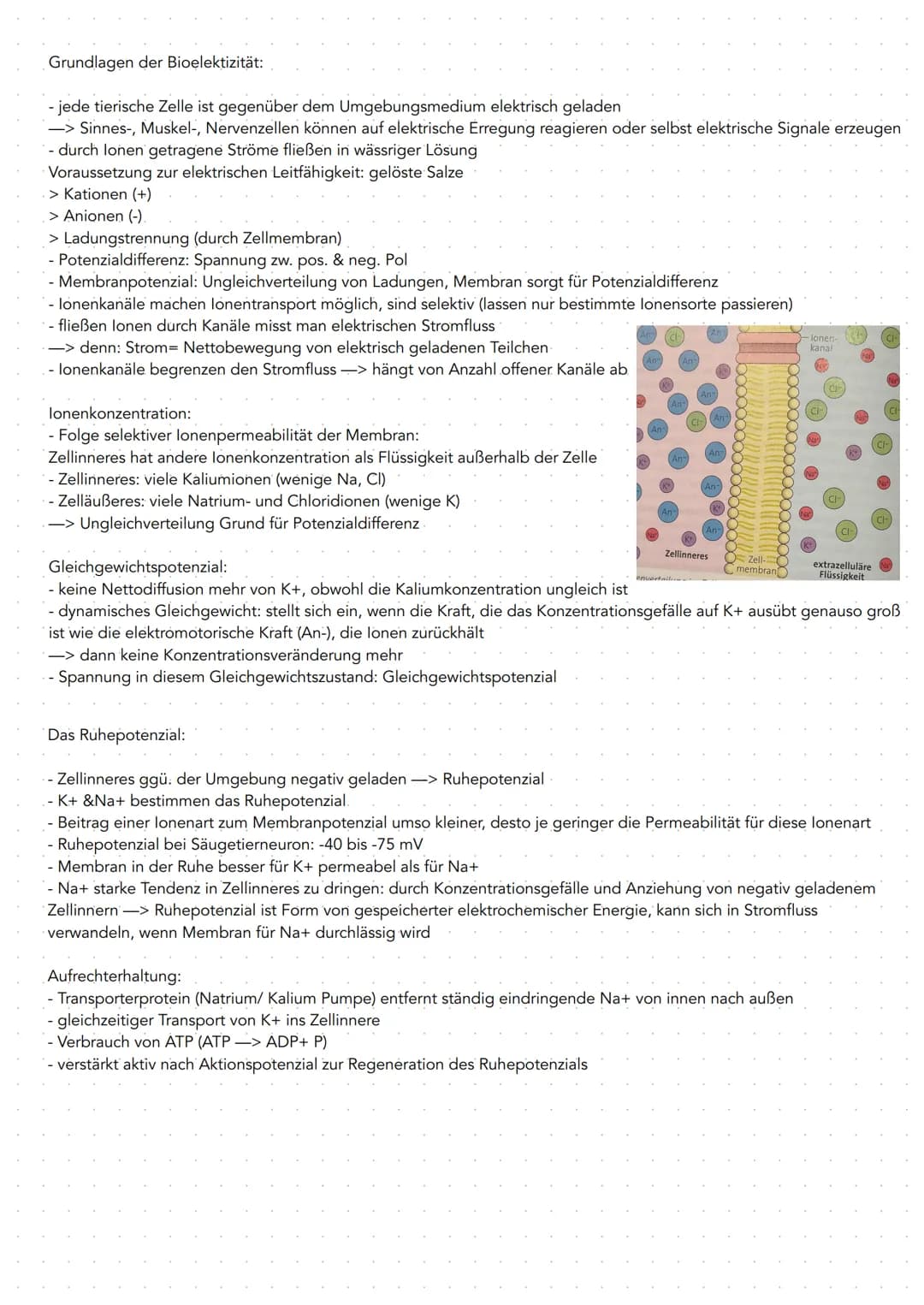GRUNDLAGEN
-Nervensystem bestent aus 2. Hauptlypen von Zellen
Gliazellen Bindegewebszellen, übernehmen Stützfunktionen,
ernähren Nervenzelle