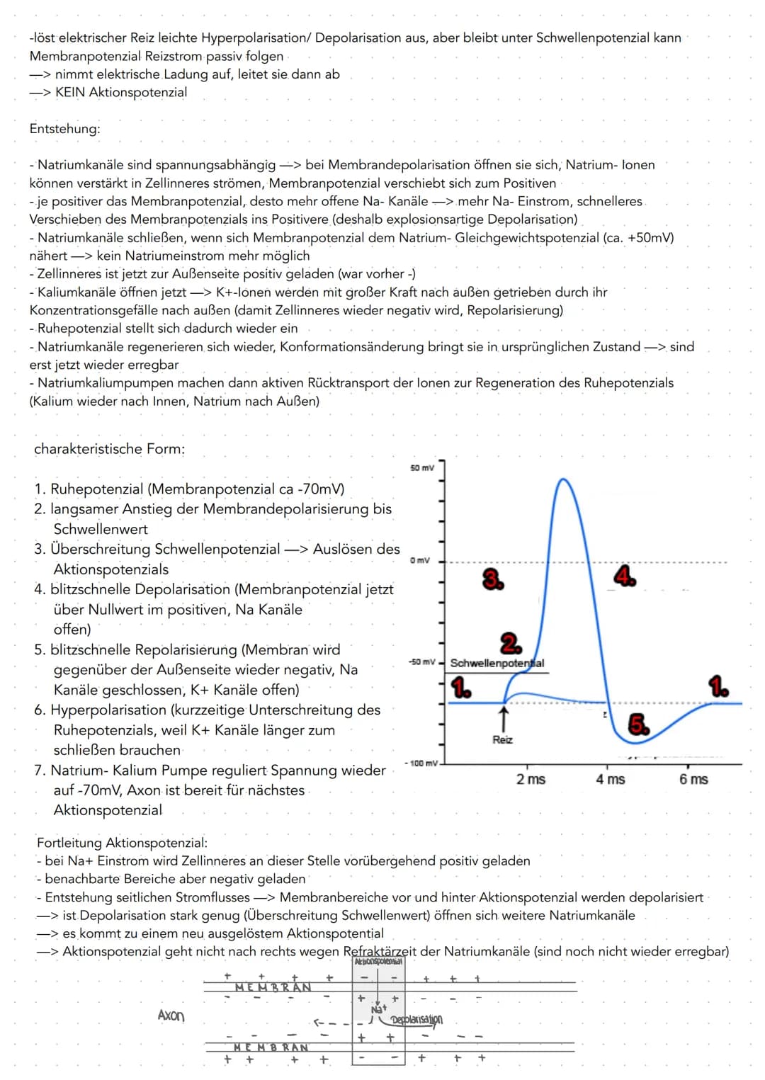 GRUNDLAGEN
-Nervensystem bestent aus 2. Hauptlypen von Zellen
Gliazellen Bindegewebszellen, übernehmen Stützfunktionen,
ernähren Nervenzelle
