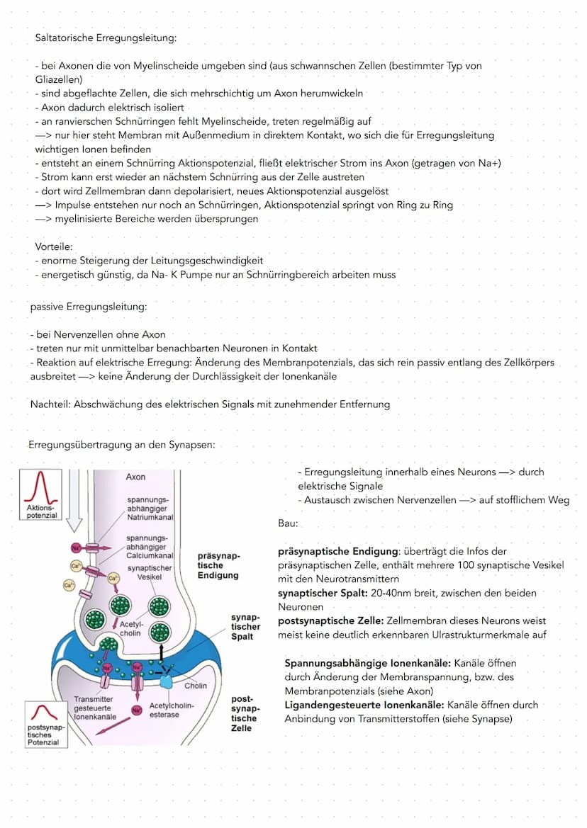 GRUNDLAGEN
-Nervensystem bestent aus 2. Hauptlypen von Zellen
Gliazellen Bindegewebszellen, übernehmen Stützfunktionen,
ernähren Nervenzelle