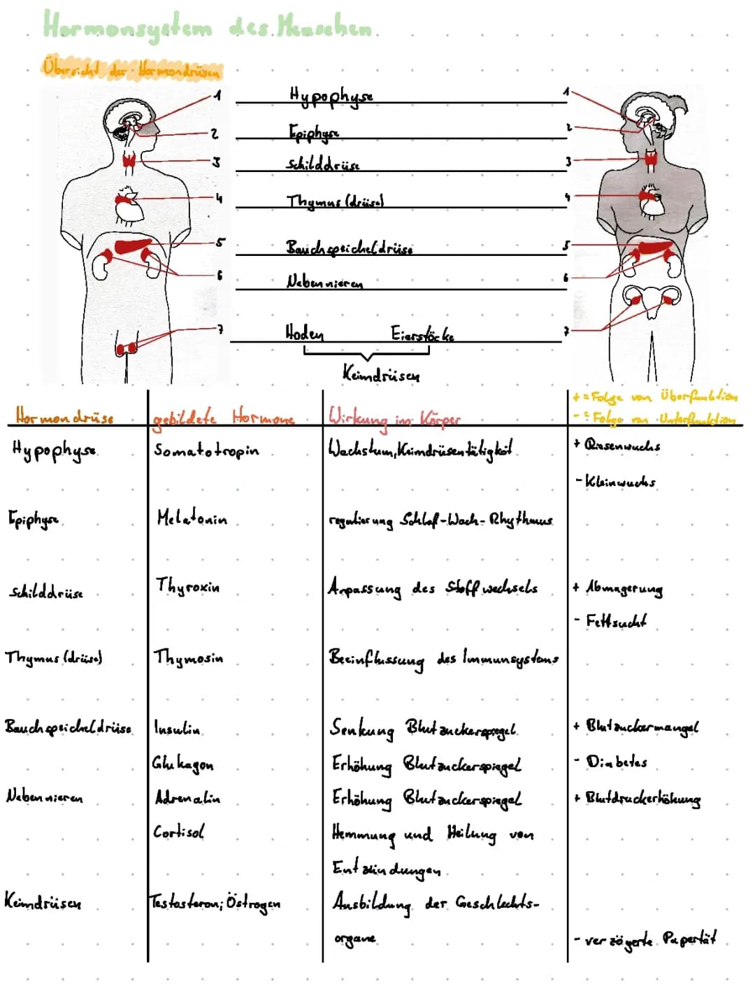 Hormonsystem