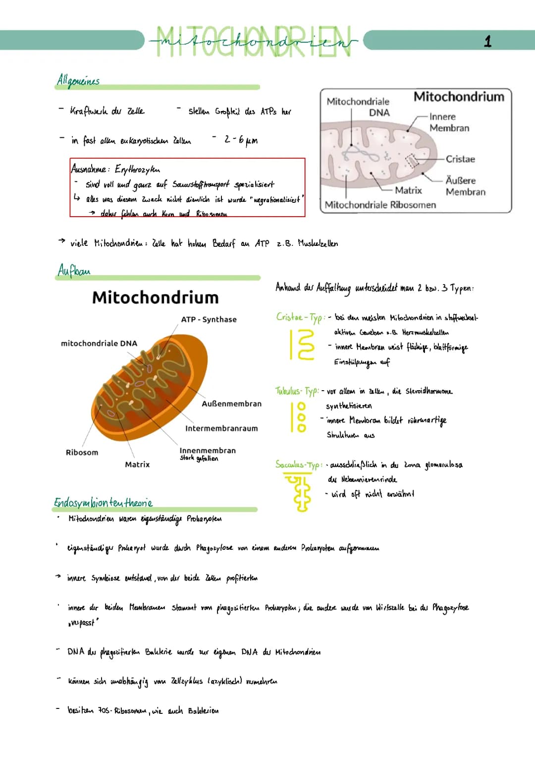 Mitochondrien 