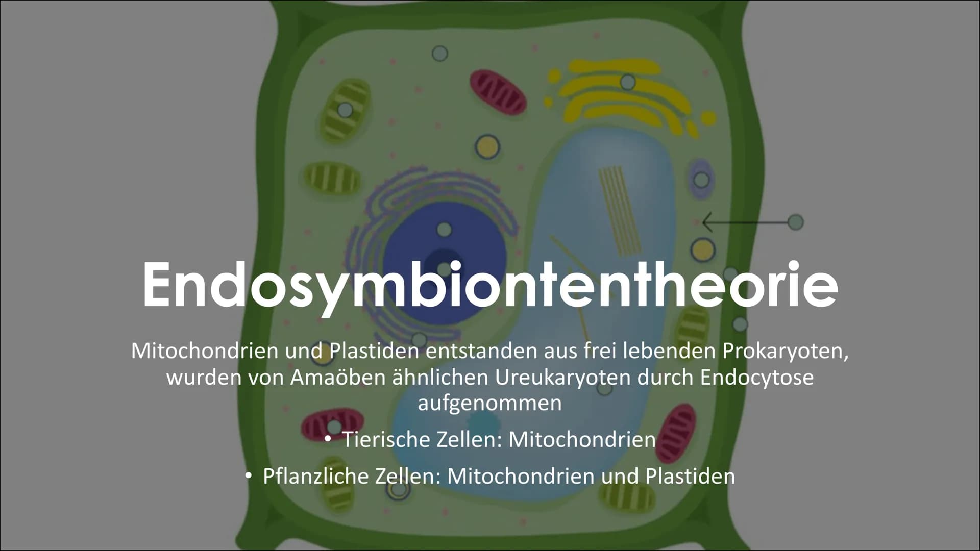 Endosymbionten-Theorie Inhaltsverzeichnis
●
Definition
Endosymbiontentheorie
• Endocytose
• Erklärung der
Endosymbiontentheorie
Zusammenfass