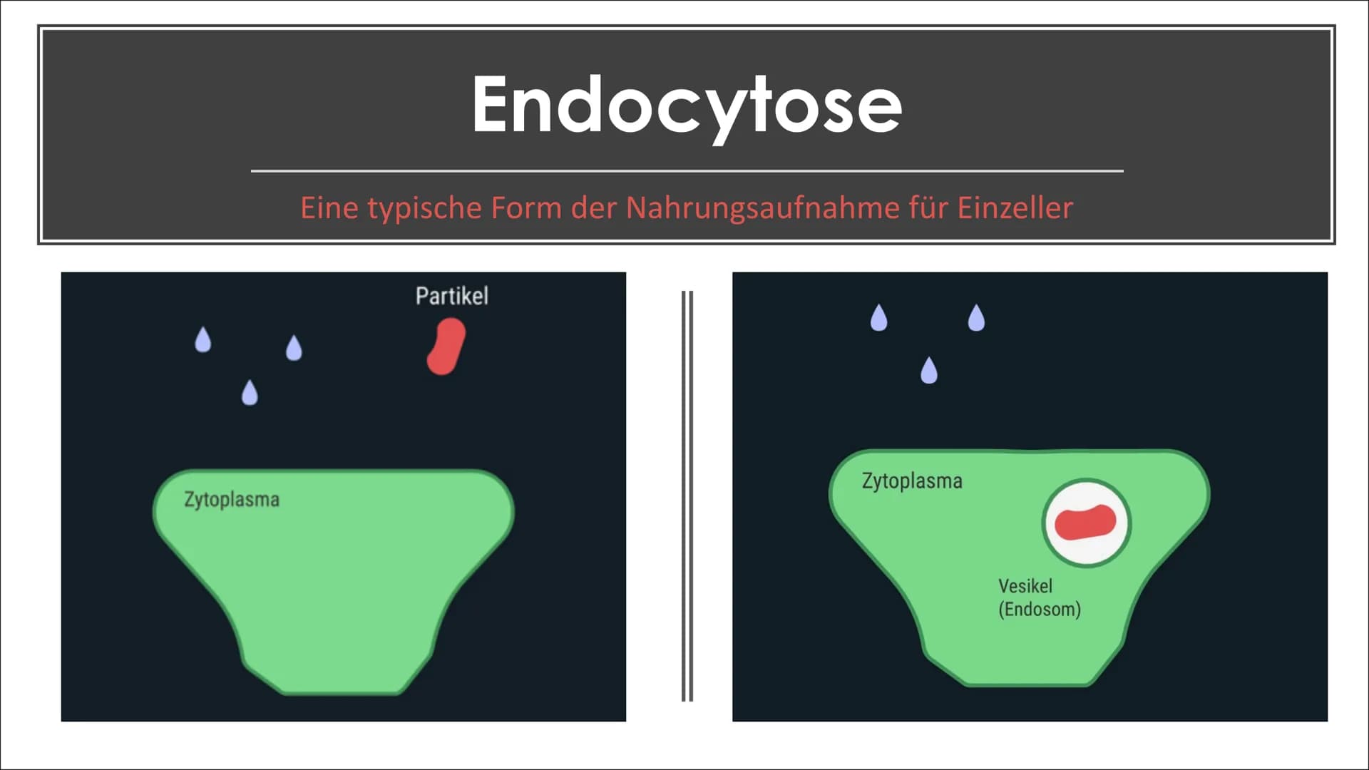 Endosymbionten-Theorie Inhaltsverzeichnis
●
Definition
Endosymbiontentheorie
• Endocytose
• Erklärung der
Endosymbiontentheorie
Zusammenfass