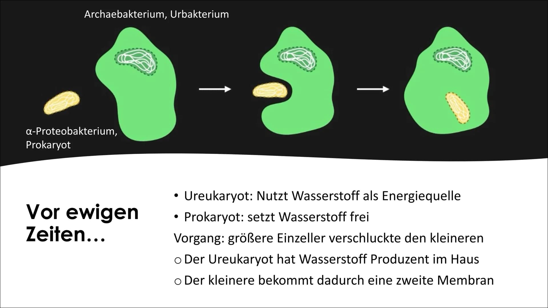 Endosymbionten-Theorie Inhaltsverzeichnis
●
Definition
Endosymbiontentheorie
• Endocytose
• Erklärung der
Endosymbiontentheorie
Zusammenfass