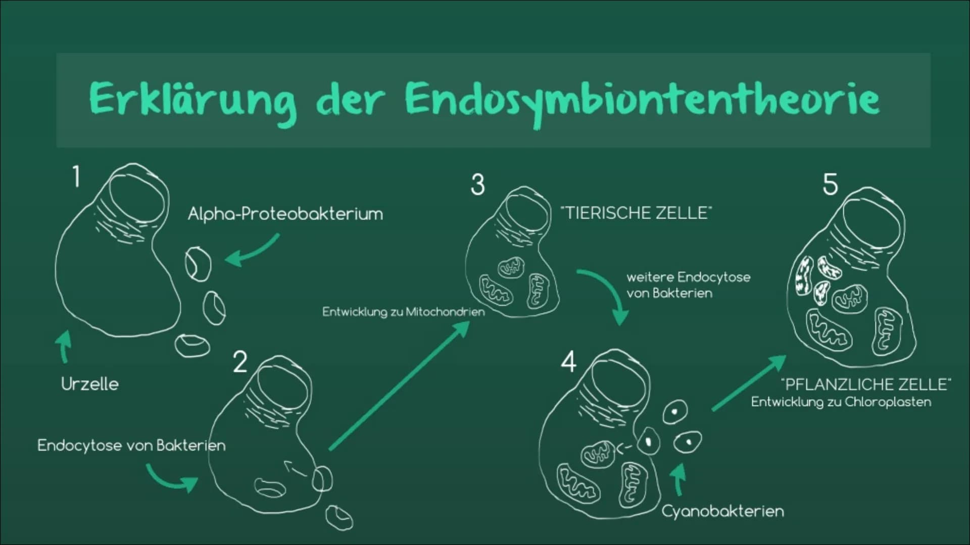 Endosymbionten-Theorie Inhaltsverzeichnis
●
Definition
Endosymbiontentheorie
• Endocytose
• Erklärung der
Endosymbiontentheorie
Zusammenfass