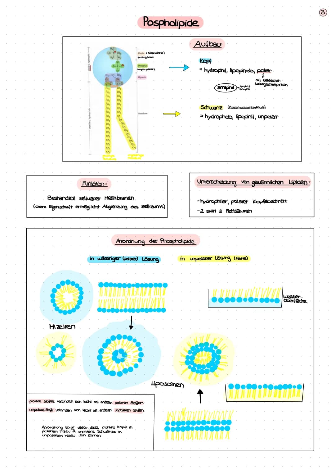 BIOLOGIE
KLAUSUR
BIOMEMBRAN
1. Bausteine der Biomembran - Biomoleküle (S. 2+3)
2. Membranmodelle (5.4)
3. Aufbau von Biomembranen (S.S)
4. F