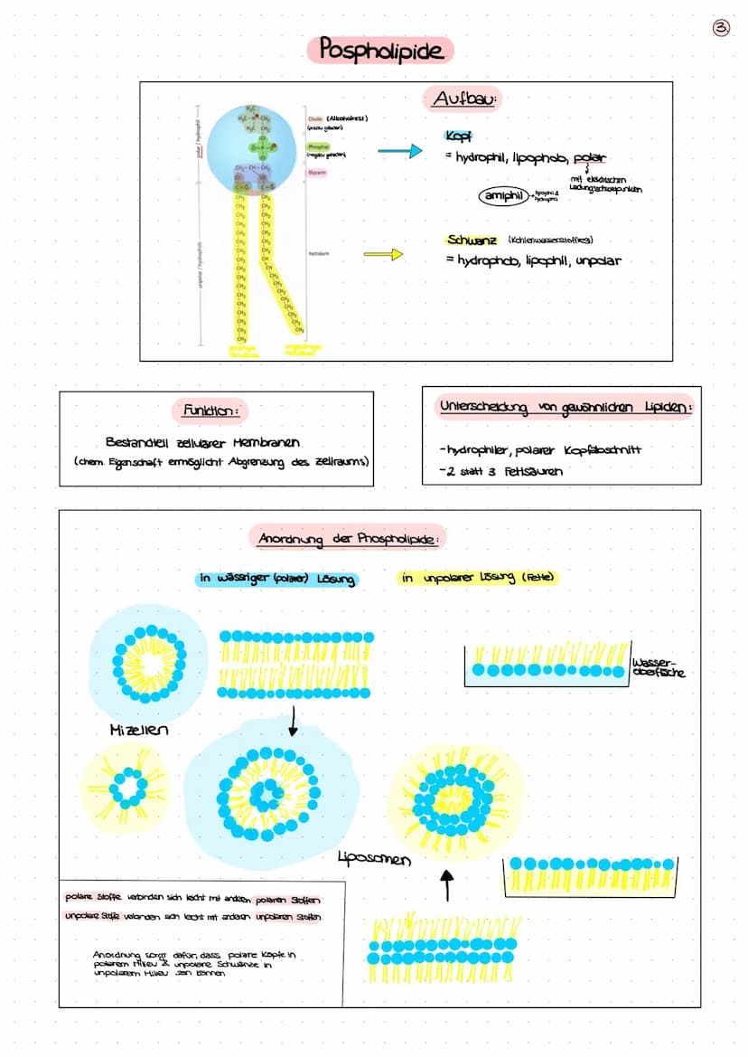 BIOLOGIE
KLAUSUR
BIOMEMBRAN
1. Bausteine der Biomembran - Biomoleküle (S. 2+3)
2. Membranmodelle (5.4)
3. Aufbau von Biomembranen (S.S)
4. F