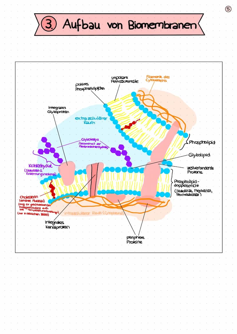 BIOLOGIE
KLAUSUR
BIOMEMBRAN
1. Bausteine der Biomembran - Biomoleküle (S. 2+3)
2. Membranmodelle (5.4)
3. Aufbau von Biomembranen (S.S)
4. F