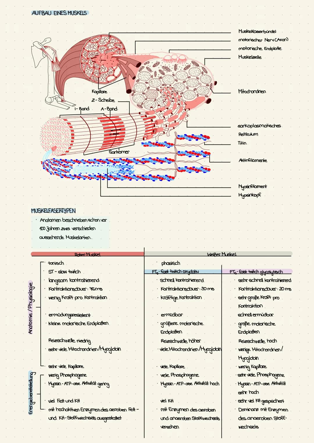 AUFBAU EINES MUSKELS
MUSKELFASERTYPEN
Anatomie/Physiologie
Kapillare
2-Scheibe
1- Band A-Band
ਅਰਪਰਧਰਪਿਰਪ
Anatomen beschrieben schon vor
100 