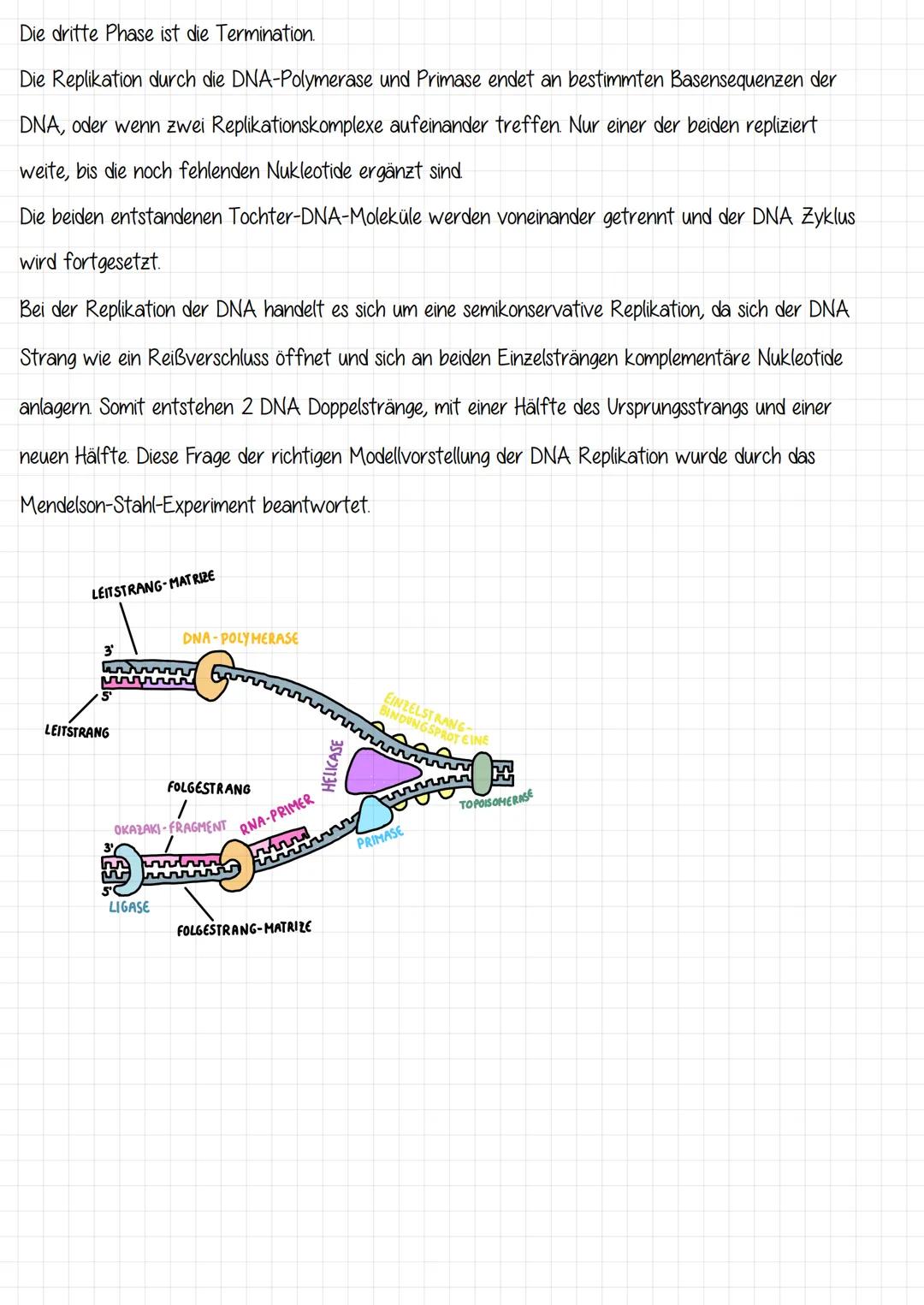 -DIC REPLIKATION
identische Verdopplung der DNA
Was?
Wie 2 semikonservativ
Wann ²2
w
ABLAUT:
wwww
Firm
vor jeder Zellteilung
www
H
TOPOISOME