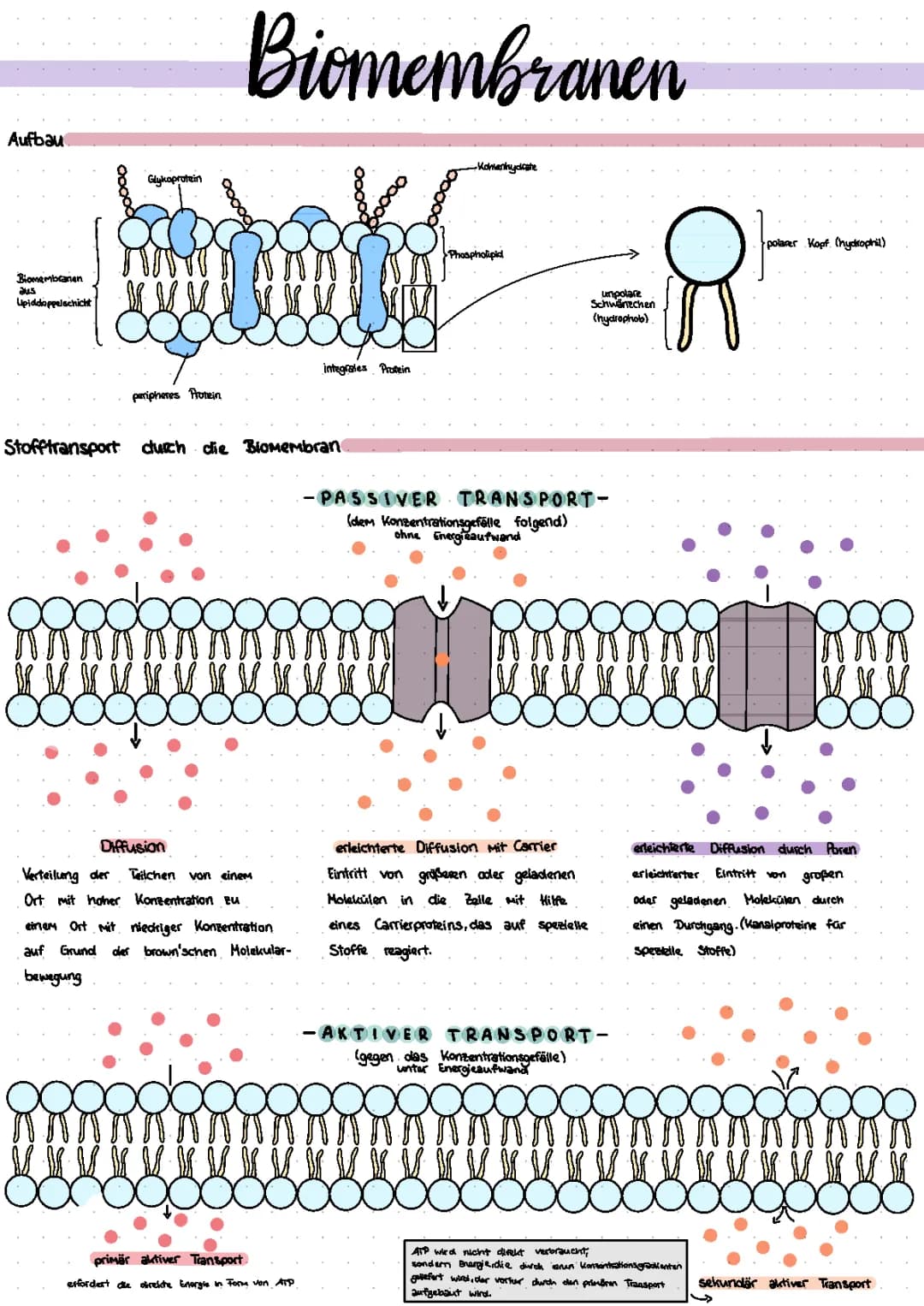 Biomembran