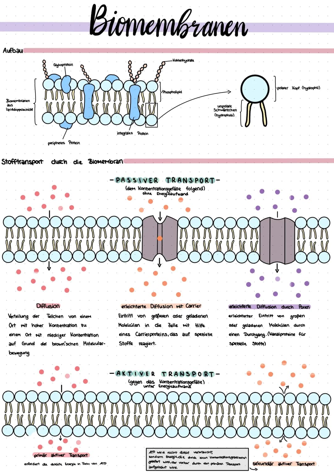 Aufbau
Biomembranen
Lipiddoppelschicht
aus
Glykoprotein
peripheres Protein
Biomembranen
Stofftransport durch die Biomembran
integrales Prote