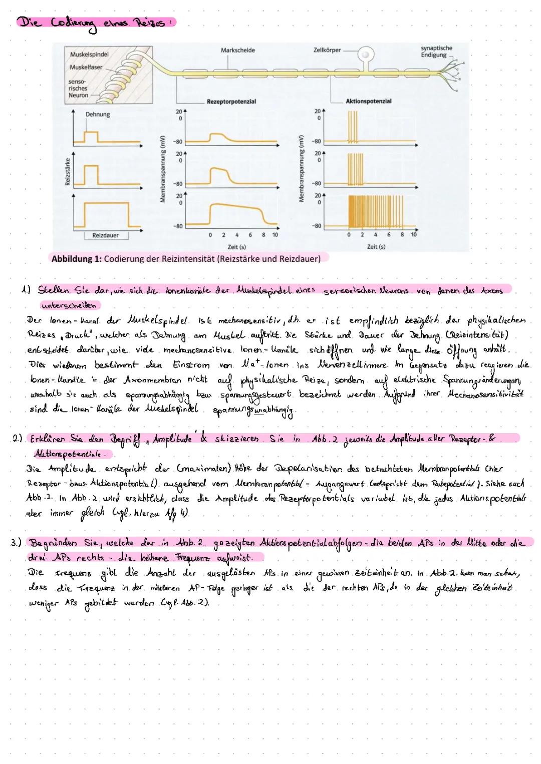 Alles über Ruhepotential und Aktionspotential - Einfach erklärt