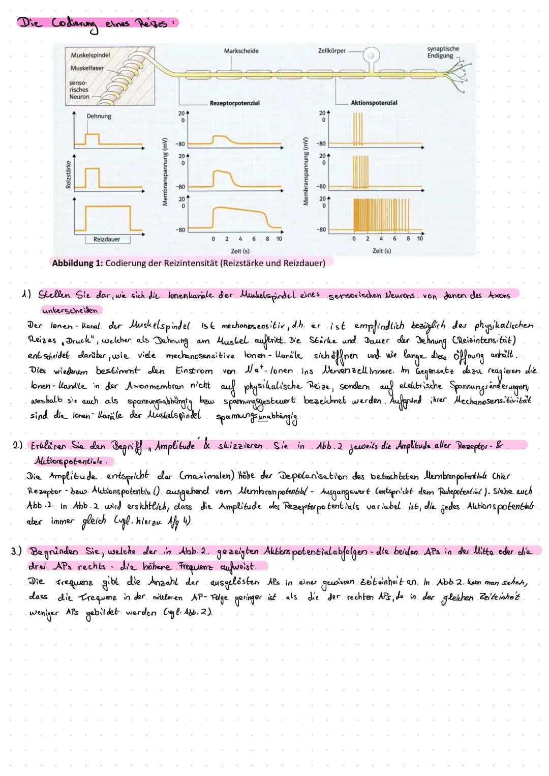 Die Entstehung
- Die lonenverteilung bei einer selektiv- permeablen llembran bedingt das Ruhe potential:
.• Unter. Normalbedingungen ist die