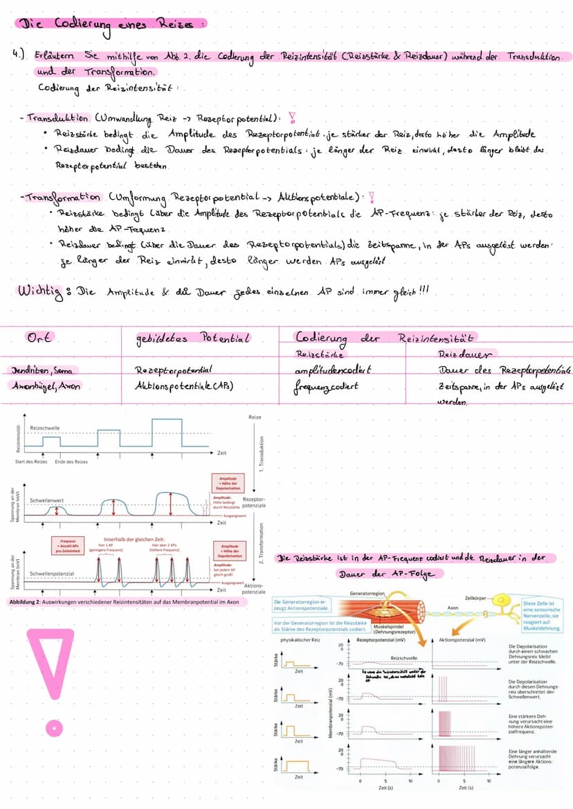 Die Entstehung
- Die lonenverteilung bei einer selektiv- permeablen llembran bedingt das Ruhe potential:
.• Unter. Normalbedingungen ist die