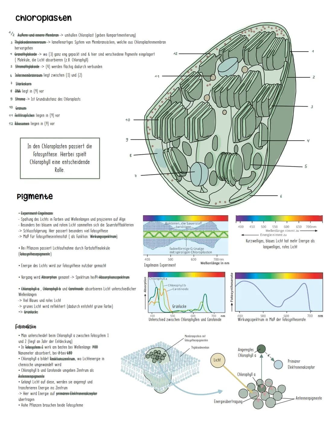 Bau und Funktion eines Blattes
●
1 Sklerenchymscheide:
-> Umschließen das Leitbündel (Blattadern) als Zellen mit
verdickter Wand
2 Phloem:
→