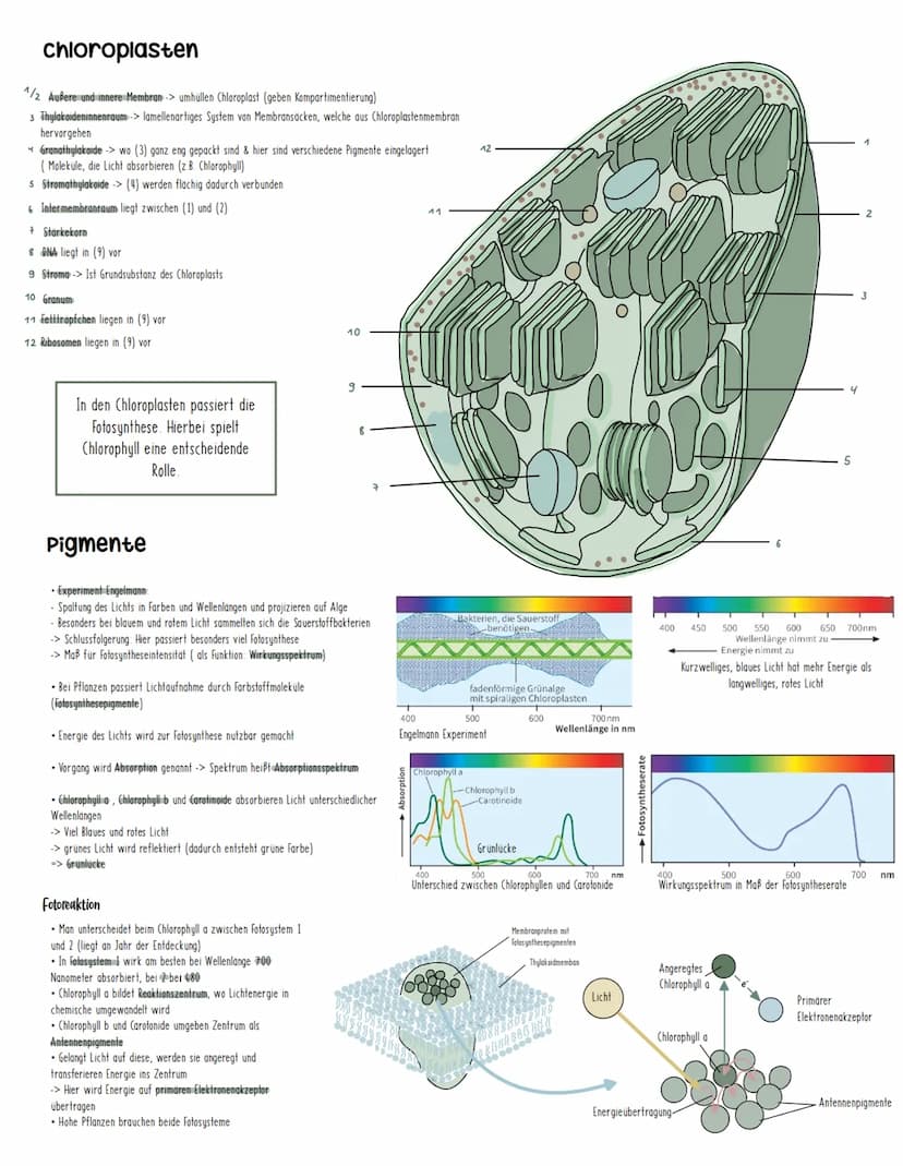 Bau und Funktion eines Blattes
●
1 Sklerenchymscheide:
-> Umschließen das Leitbündel (Blattadern) als Zellen mit
verdickter Wand
2 Phloem:
→
