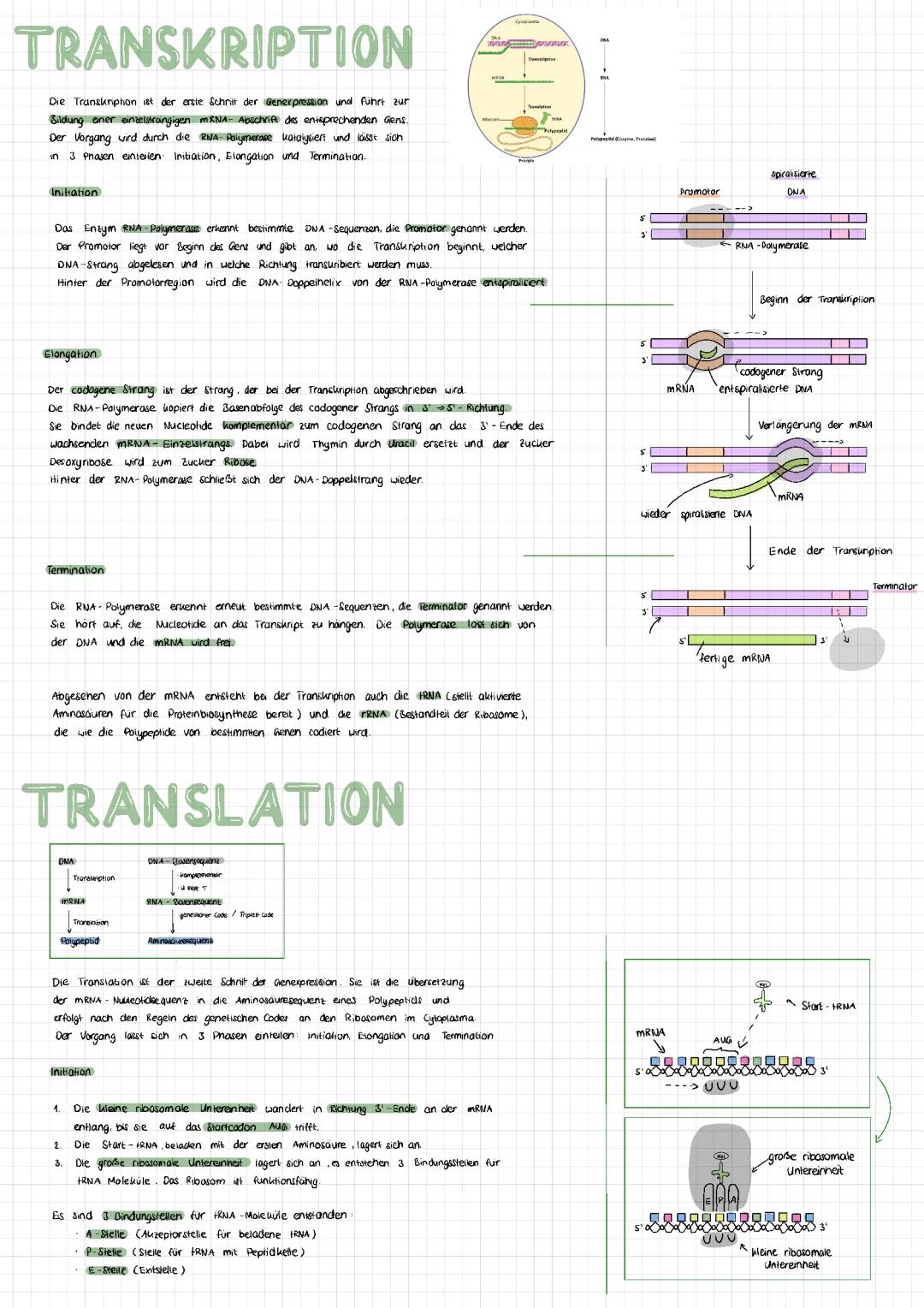 Transkription, Translation Aufbau, tRNA