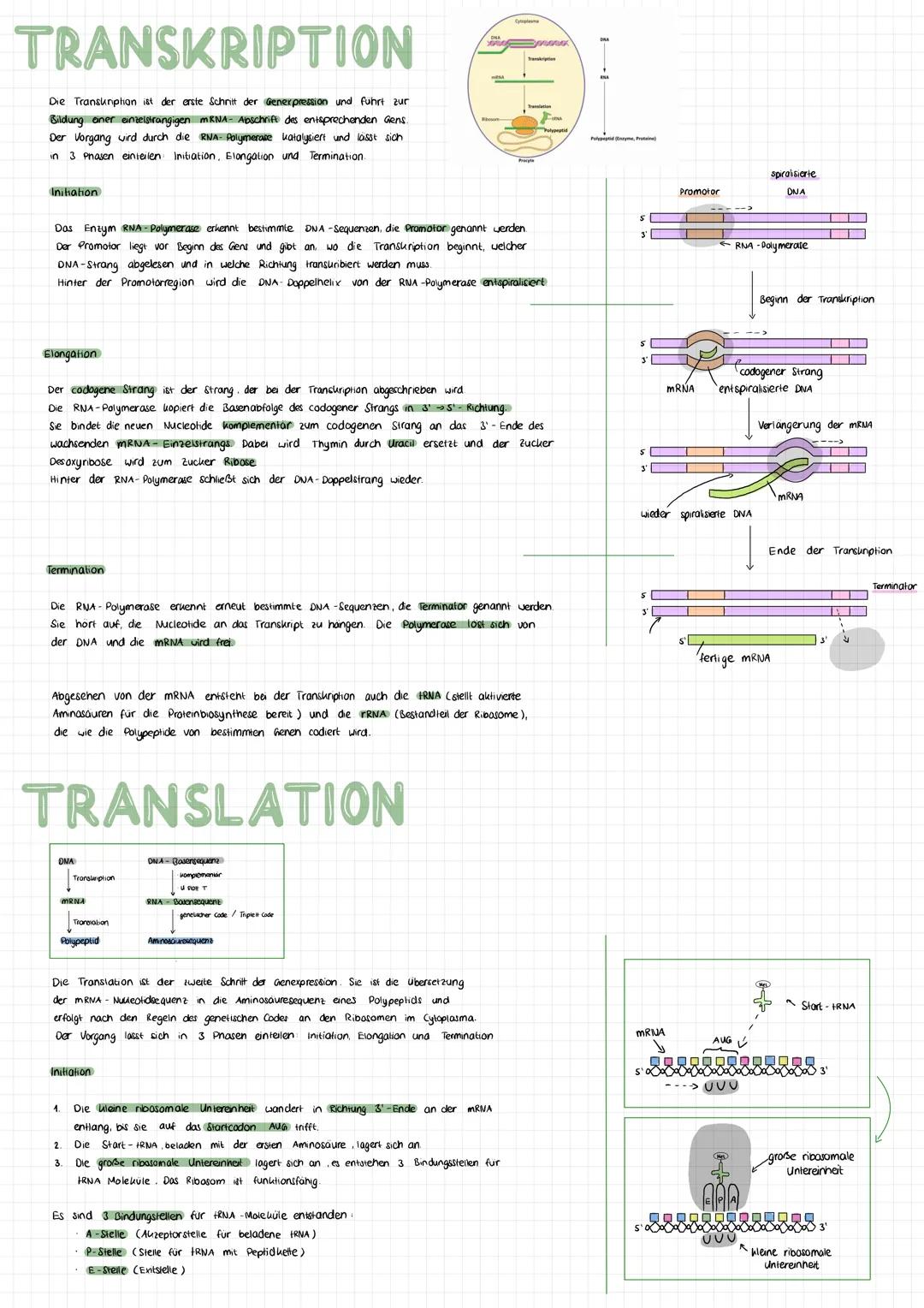 TRANSKRIPTION
Die Transkription ist der erste Schritt der Genexpression und führt zur
Bildung einer einzelsträngigen mRNA- Abschrift des ent