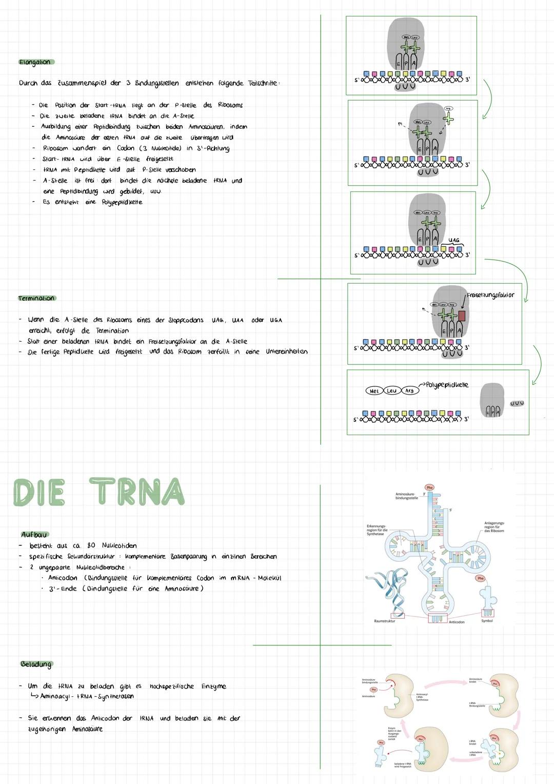 TRANSKRIPTION
Die Transkription ist der erste Schritt der Genexpression und führt zur
Bildung einer einzelsträngigen mRNA- Abschrift des ent