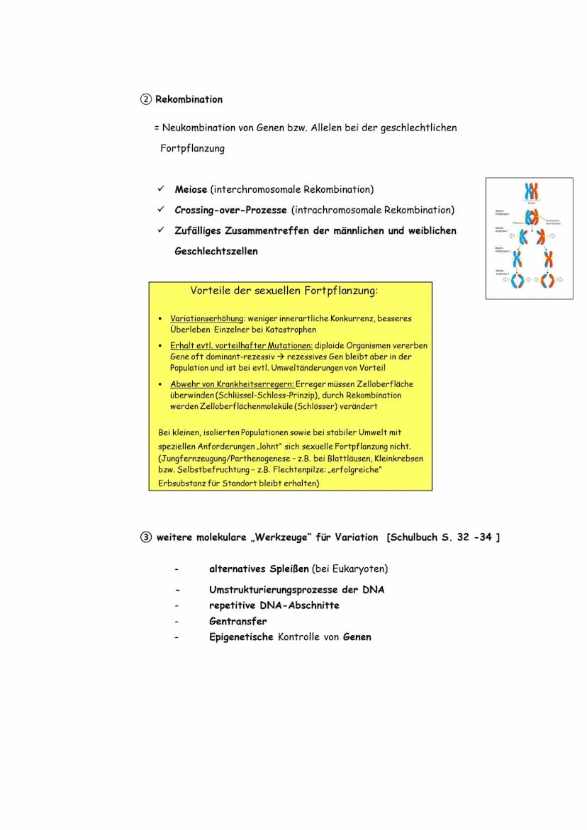 3. Evolutionsmechanismen
[gemäß der synthetischen Evolutionstheorie]
3.1. Variation
d.h. Individuen einer Population unterscheiden sich im P