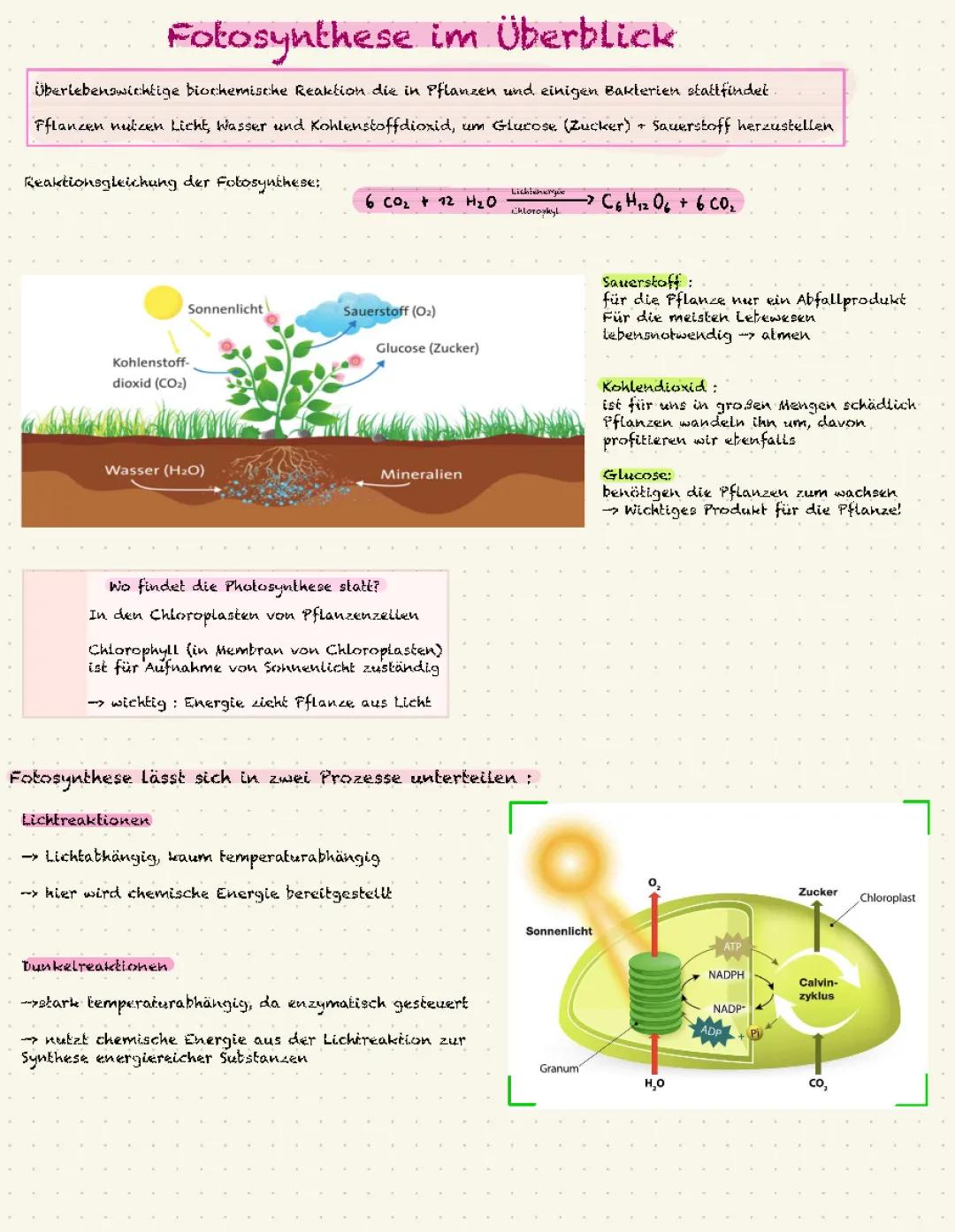 Photosynthese leicht erklärt: Dunkelreaktion, Lichtreaktion und Chloroplasten