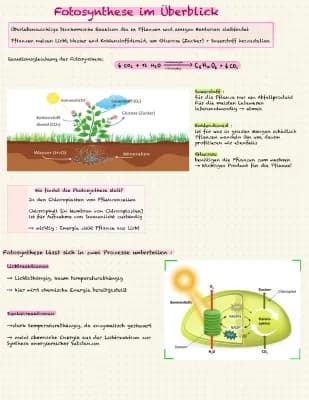 Know Fotosynthese - kompletter Überblick  thumbnail