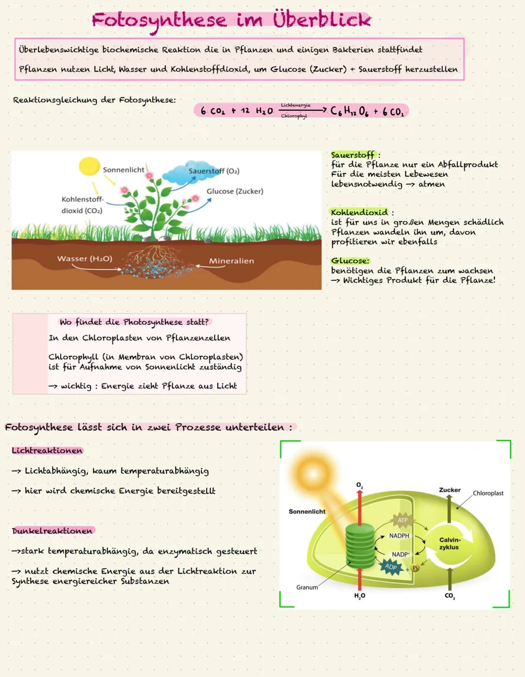 Fotosynthese im Überblick
Überlebenswichtige biochemische Reaktion die in Pflanzen und einigen Bakterien stattfindet
Pflanzen nutzen Licht, 