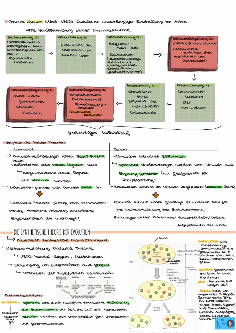 EVOLUTION:alle Prozesse, die zur Entstehung des Lebens in seiner heutigen Form und Vielfalt gefütert haben
L>Änderung der Allelhäufigkeit im