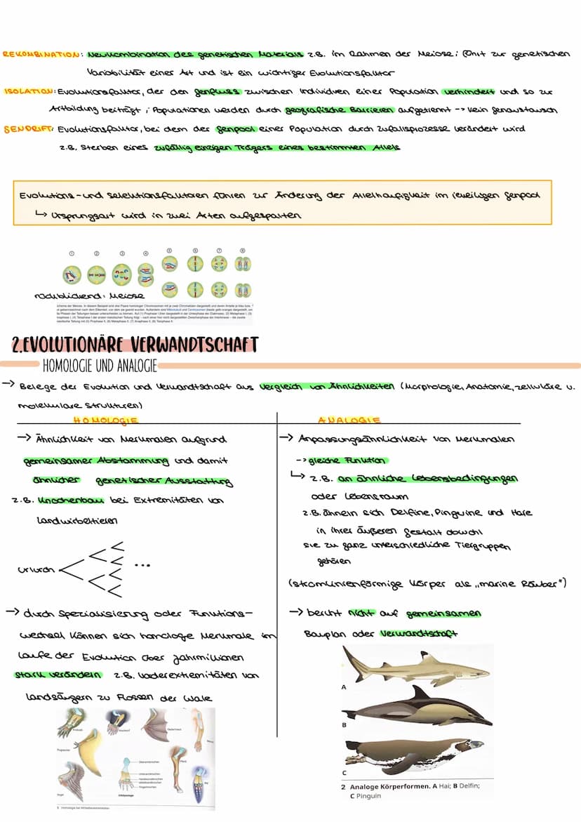 EVOLUTION:alle Prozesse, die zur Entstehung des Lebens in seiner heutigen Form und Vielfalt gefütert haben
L>Änderung der Allelhäufigkeit im
