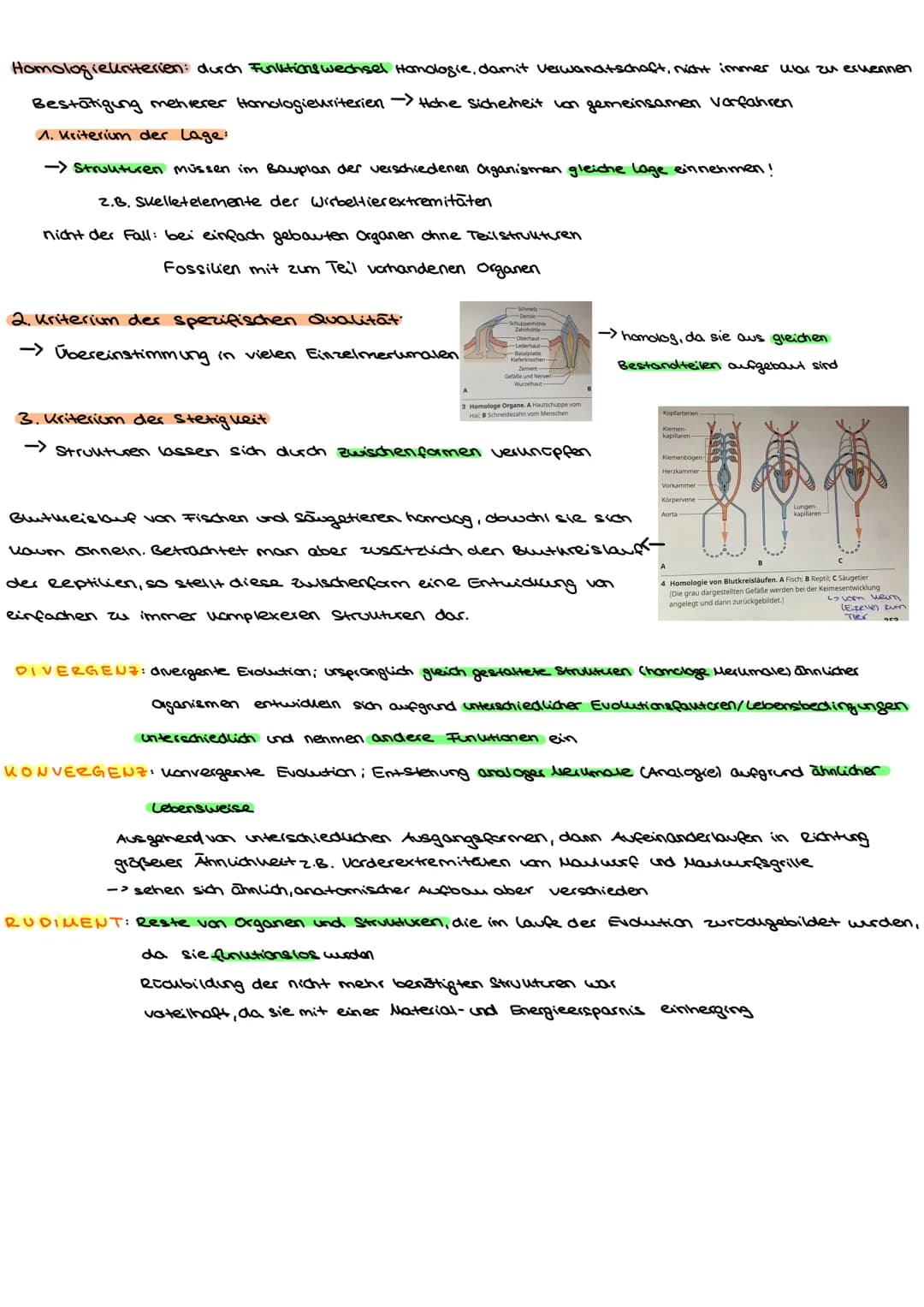EVOLUTION:alle Prozesse, die zur Entstehung des Lebens in seiner heutigen Form und Vielfalt gefütert haben
L>Änderung der Allelhäufigkeit im