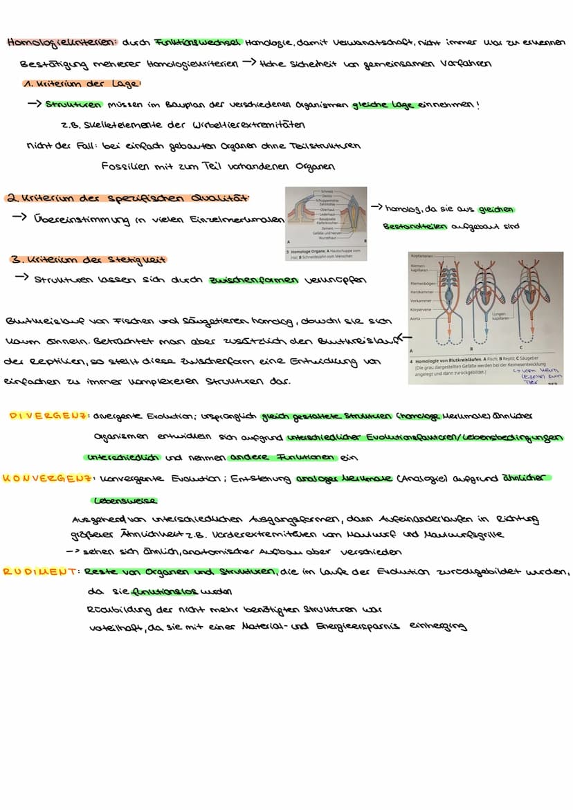 EVOLUTION:alle Prozesse, die zur Entstehung des Lebens in seiner heutigen Form und Vielfalt gefütert haben
L>Änderung der Allelhäufigkeit im