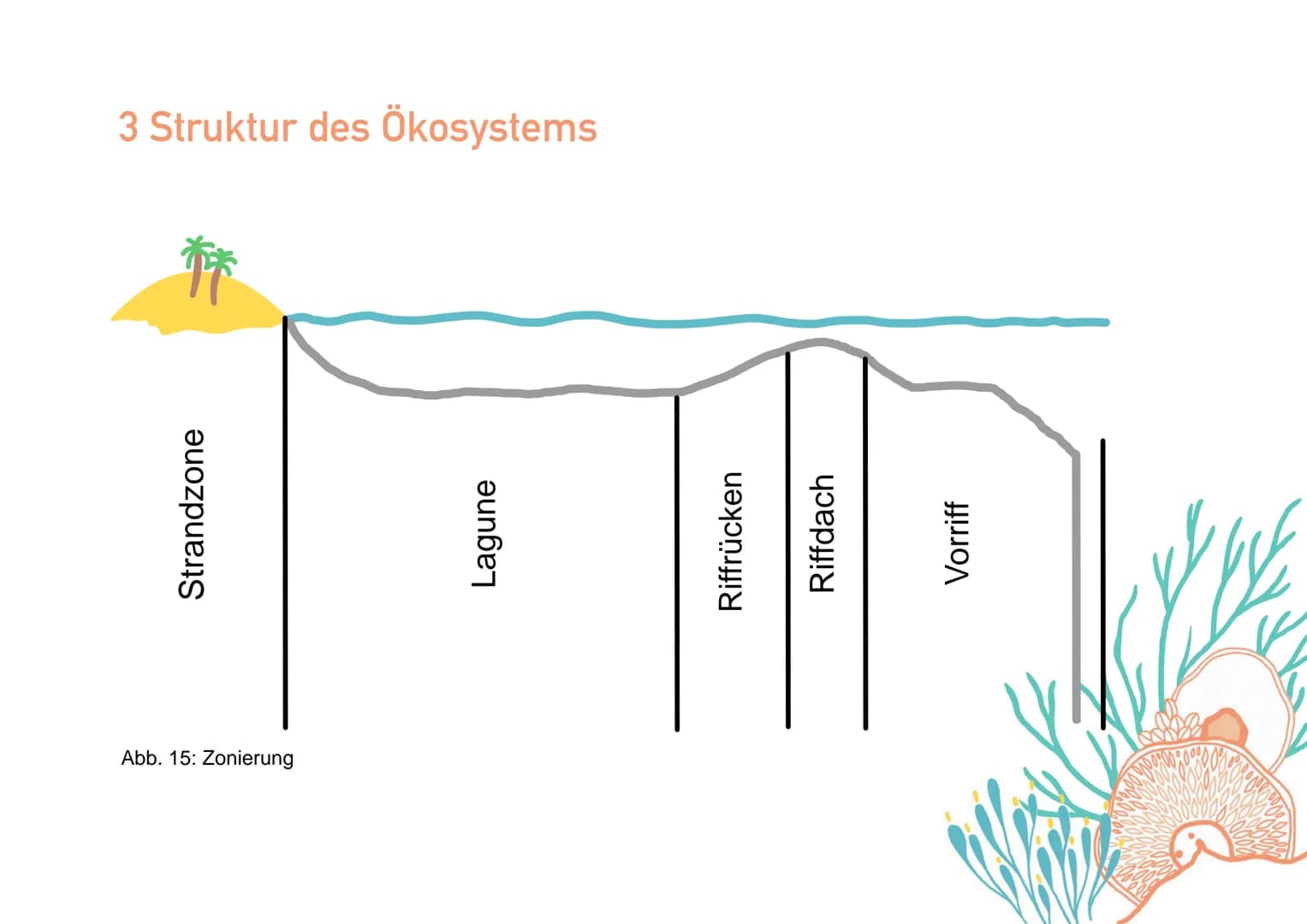KORALLENRIFFE Was ist ein Riff?
= lange, schmale Erhebung auf dem Gewässerboden
tropisches Korallenriff
- viele Korallen
- Wassertemperatur 