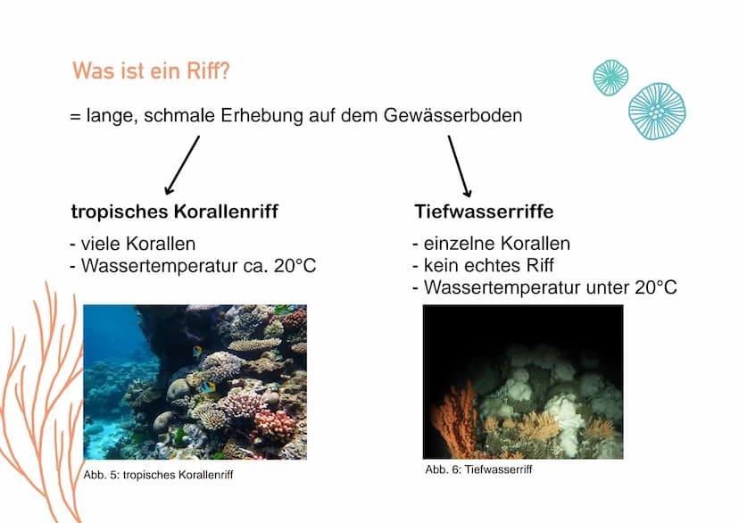 KORALLENRIFFE Was ist ein Riff?
= lange, schmale Erhebung auf dem Gewässerboden
tropisches Korallenriff
- viele Korallen
- Wassertemperatur 
