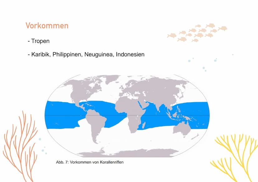 KORALLENRIFFE Was ist ein Riff?
= lange, schmale Erhebung auf dem Gewässerboden
tropisches Korallenriff
- viele Korallen
- Wassertemperatur 