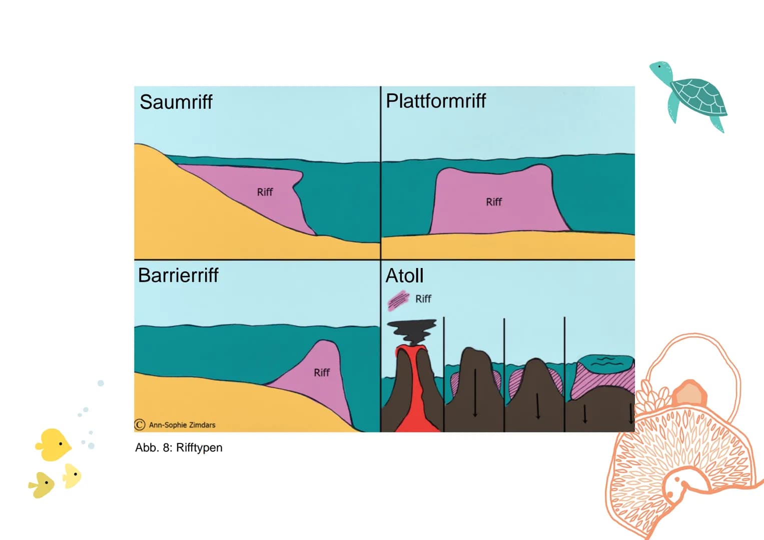 KORALLENRIFFE Was ist ein Riff?
= lange, schmale Erhebung auf dem Gewässerboden
tropisches Korallenriff
- viele Korallen
- Wassertemperatur 