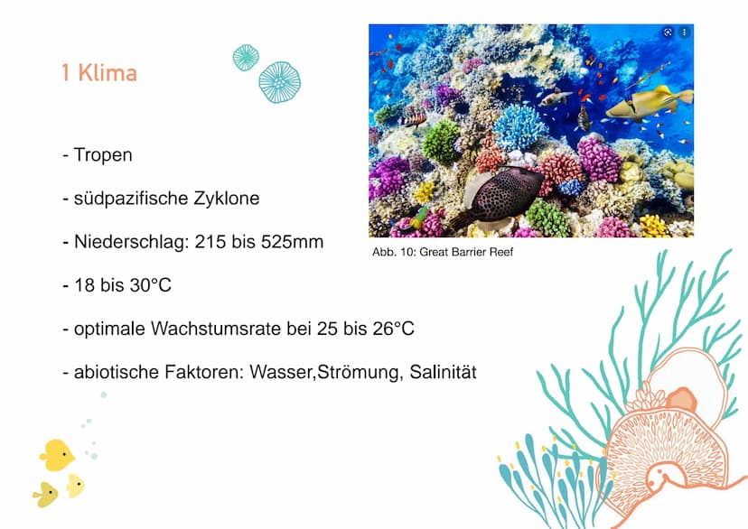 KORALLENRIFFE Was ist ein Riff?
= lange, schmale Erhebung auf dem Gewässerboden
tropisches Korallenriff
- viele Korallen
- Wassertemperatur 