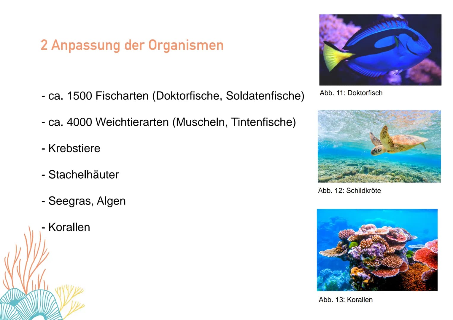 KORALLENRIFFE Was ist ein Riff?
= lange, schmale Erhebung auf dem Gewässerboden
tropisches Korallenriff
- viele Korallen
- Wassertemperatur 