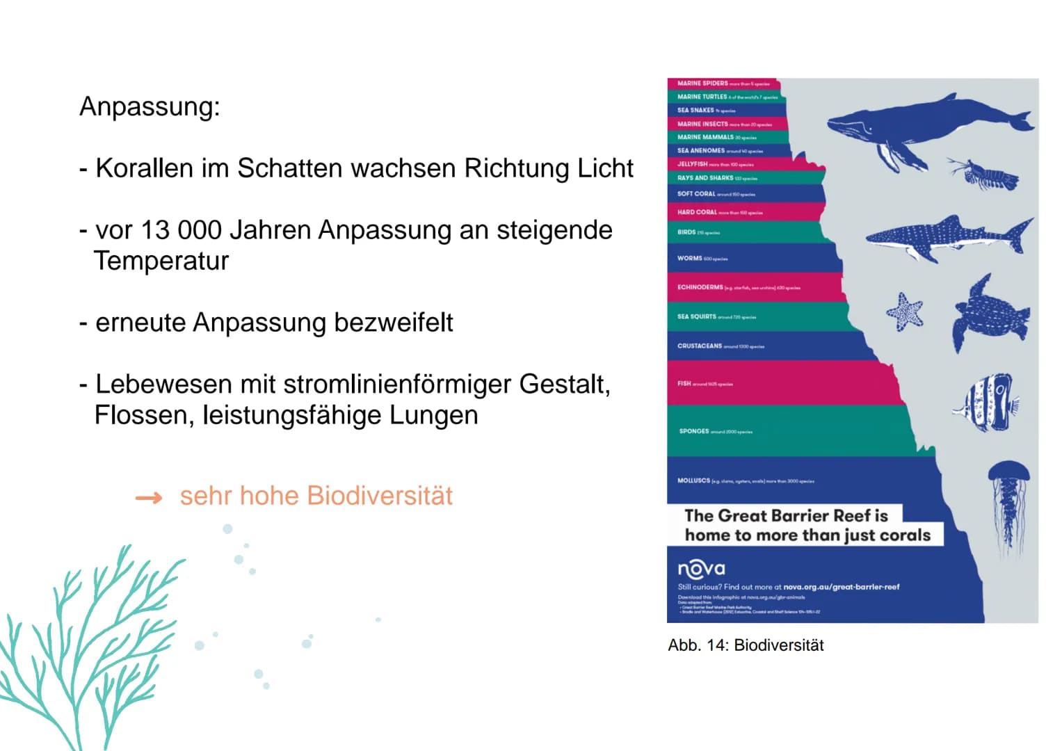 KORALLENRIFFE Was ist ein Riff?
= lange, schmale Erhebung auf dem Gewässerboden
tropisches Korallenriff
- viele Korallen
- Wassertemperatur 